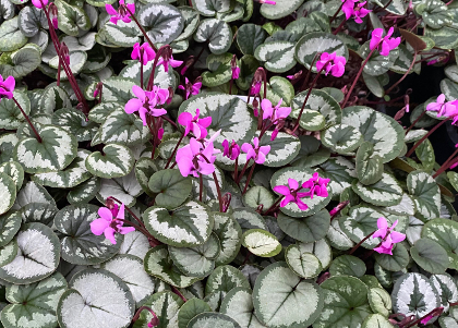 Cyclamen coum 'Selected Leaf' (deliver Sept to October)